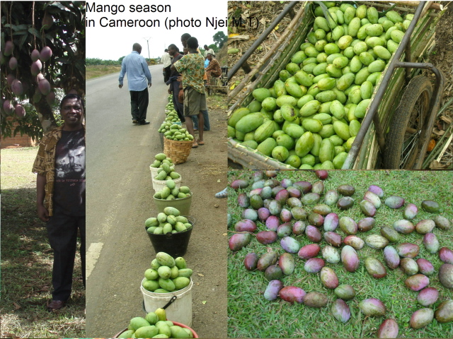 Cameroon: Mango Season (photo: Njei M.T)